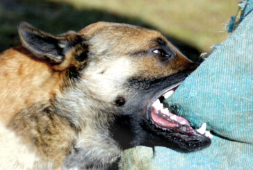 PROIECT – Amenzi majorate pentru nerespectarea regulilor de deținere a câinilor periculoși sau agresivi