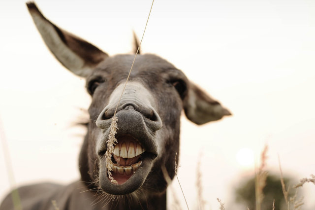 smiling donkey raset magar