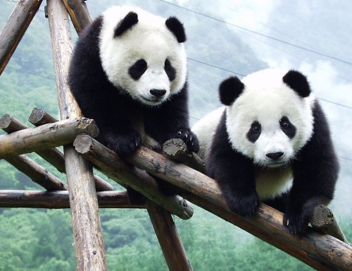 ursi-panda-gigant