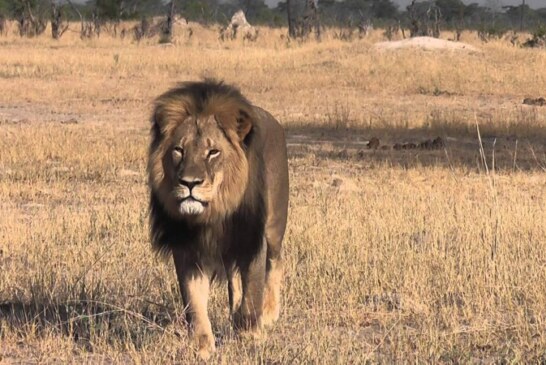 Peste 500.000 de lire sterline au fost donate dupa moartea leului Cecil din Zimbabwe