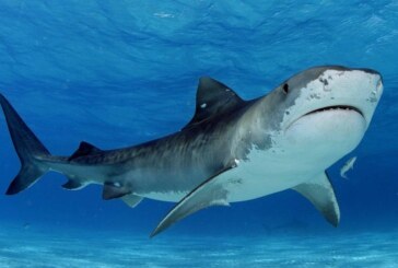 Mai multe plaje din Japonia, inchise din cauza rechinilor