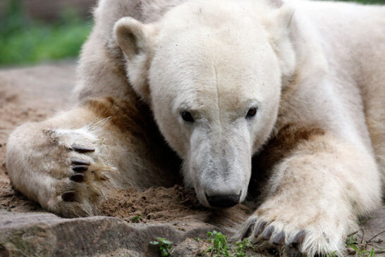 Ursul polar Knut a suferit o forma de encefalita diagnosticata pana acum numai la om