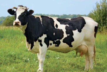 Crescatorii de bovine vor primi 1.600 de lei pe cap de animal