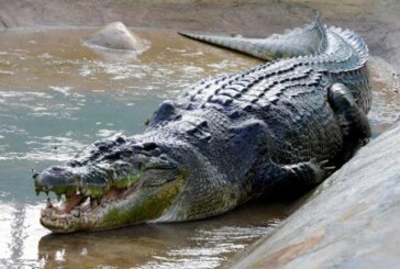 Crocodilii pot dormi cu un ochi deschis daca in preajma sunt oameni