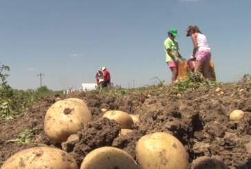 Agricultorii maramureseni, incurajati sa se specializeze in diferite domenii (VIDEO)