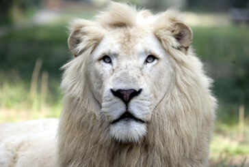Canada: Un leu alb scapat dintr-o gradina zoologica a fost ucis