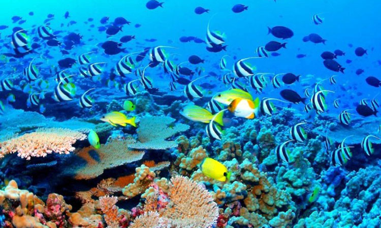 marea-bariera-de-corali