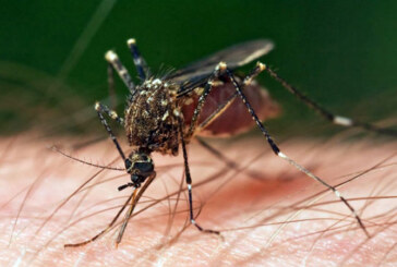 BAIA MARE – Campanie de dezinsecție împotriva țânțarilor și căpușelor