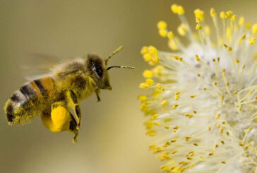 Albinele pot deosebi florile cu ajutorul tiparelor de mirosuri pe care le memoreaza