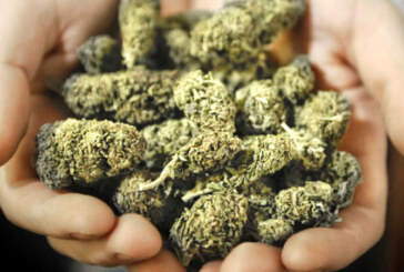 Canadienii pot cultiva, legal, marijuana acasa, in scop medicinal