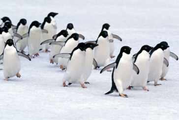 Populatia de pinguini Adelie ar putea sa se reduca la jumatate din cauza incalzirii globale 