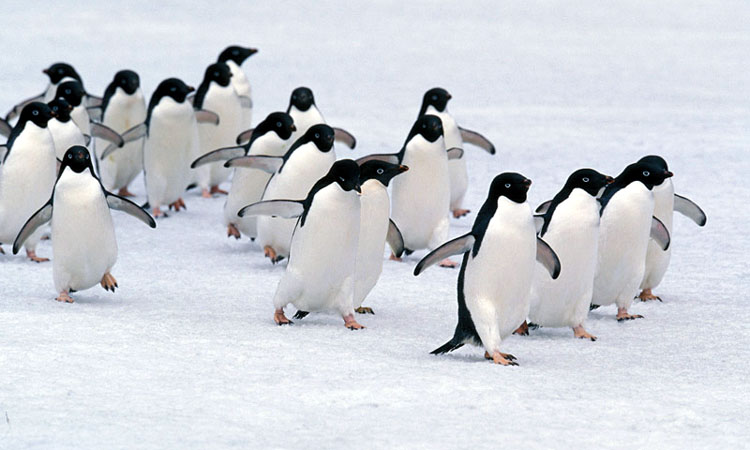 adelie pinguini