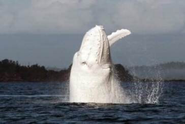 Una din cele patru balene albe cunoscute a fost zarita din nou in apropierea coastelor australiene