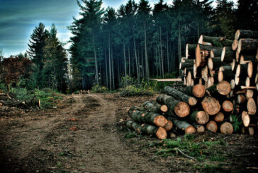 O nouă serie de lemn confiscat la Poienile de sub Munte