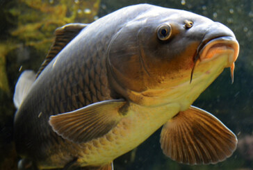 Presedintele Ro-Fish: Consumul anual de peste in Romania a crescut la aproape sapte kilograme pe locuitor