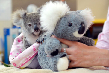 Koala ar putea disparea in totalitate dintr-un stat australian pana in anul 2050 din cauza defrisarilor