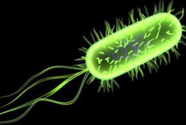 Maramures: Bacteria E-Coli, depistata in probe prelevate din carne de mici, carnati, carcasa de ovine si branza de vaci