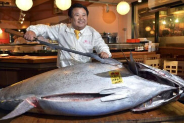 Un ton urias, de peste 200 kg, vandut pentru 636.000 de dolari in Japonia