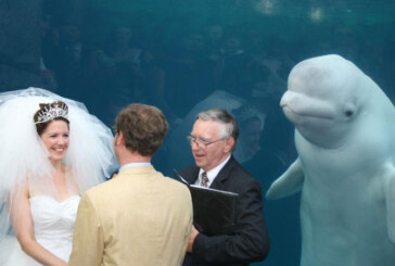 O balena alba curioasa a eclipsat o mireasa in ziua nuntii aparand in fotografiile din timpul ceremoniei religioase