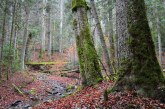 PROPUNERE – Acces liber pe jos în toate pădurile României pentru cetățeni