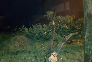 DUPĂ FURTUNA DE ASEARĂ – Copac căzut pe carosabil pe strada Valea Roșie