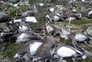 Transhumanta de cosmar in Norvegia: Peste o suta de reni, ucisi de trenuri in nordul tarii