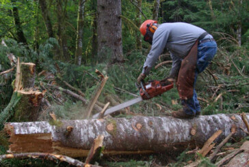 DATE OFICIALE – 14 firme din Maramureș și-au pierdut dreptul de a tăia pădurile