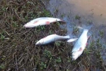 Efectele poluarii pe Lapus: Pesti morti care plutesc in apa (FOTO&VIDEO)