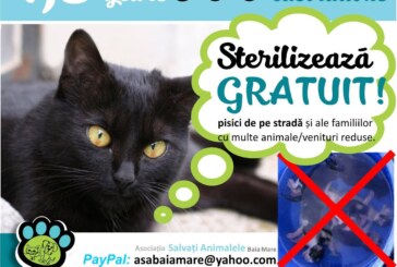 Baia Mare: Campanie de sterilizare gratuita a pisicilor