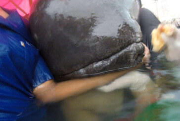 O balena esuata a murit pe o plaja din Thailanda, cu 8 kilograme de plastic in stomac