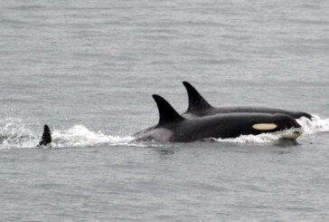 O orca in ”perioada de doliu” si-a purtat puiul mort timp de 17 zile