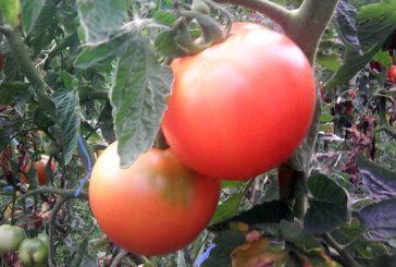 Programul ”Tomata” continua si in 2020; fermierii se pot inscrie pana pe 15 aprilie