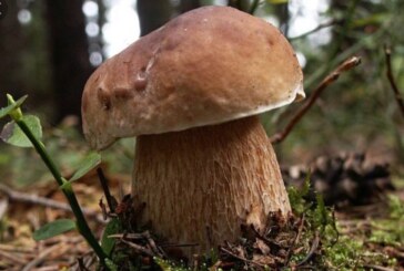 ALERTĂ – Căutători de ciuperci pierduți prin pădurile din Băița de sub Codru