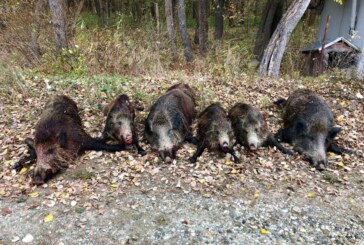 BOALĂ GREA- Pesta porcină face ravagii printre mistreții din Maramureș