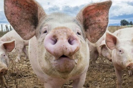 Daea: Comisia Europeana nu a interzis exportul de carne de porc din Romania, ca urmare a pestei porcine