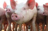 DIN JUDEȚ – Se vor recolta probe de sânge de la porcii din localitățile de frontieră. Vezi pentru ce