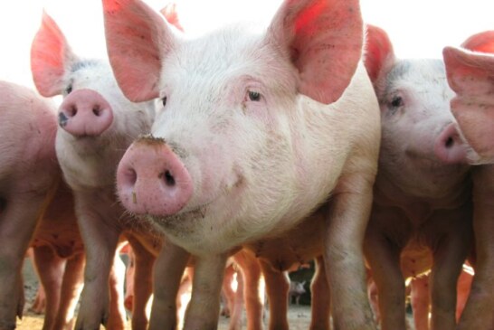 Maramureș: Focar de Pestă Porcină Africană într-o gospodărie din Stremț