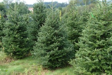 Romsilva oferă spre vânzare peste 30 de mii de pomi de Crăciun. Cat costă acum un brad