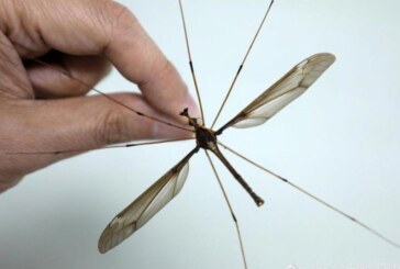 Guinness World Records: Un entomolog chinez a descoperit cel mai mare tantar din lume