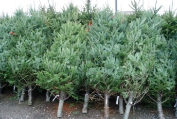 DE SEZON – Cu cat vinde Direcția Silvică Maramureș un pom de Crăciun
