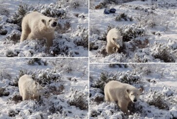 Singurul pui de urs polar din Marea Britanie, fotografiat in timp ce se juca in zapada