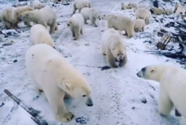 Rusia: Armata va apara un oras din Arctica de ursii polari infometati