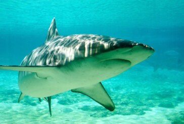 IUCN-17 specii de rechini sunt in pericol de disparitie