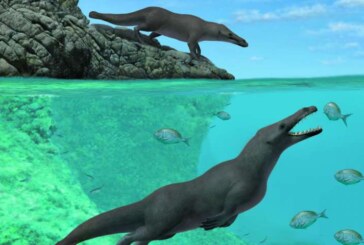 Fosilele unei balene patrupede, vechi de 42,6 milioane de ani, descoperite in Peru