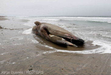 Greenpeace: Balena moarta, cu stomacul plin de plastic, descoperita pe o plaja din Sicilia