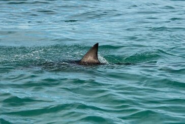 Australia: Plaje închise în sudul ţării după ce o femeie a fost atacată de rechin