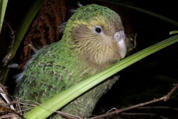 Cel mai mare papagal din lume, kakapo, specie pe cale de disparitie, amenintat de un nou pericol