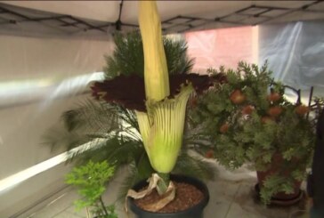 Cea mai mare floare din lume, cu miros de cadavru, a inflorit in campusul unei universitati californiene