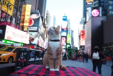 New York a devenit primul stat american care a interzis practica extirparii ghearelor pisicilor