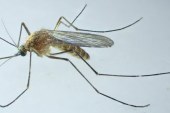 De azi, în Baia Mare: O nouă acțiune de dezinsecţie terestră împotriva țânțarilor și căpușelor